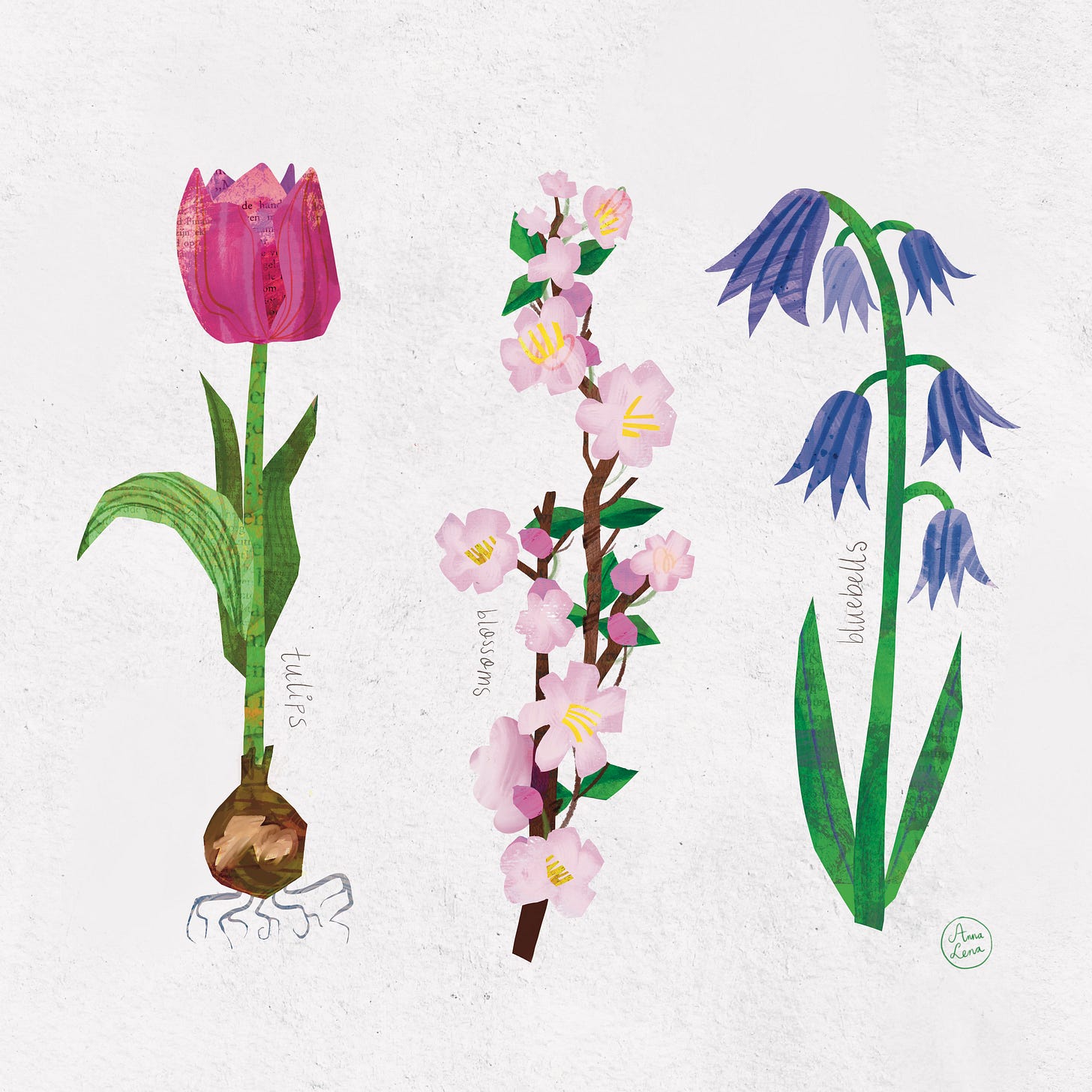 Spring garden illustration featuring tulip bulb, cherry blossom flowers, and bluebells in a soft botanical style
