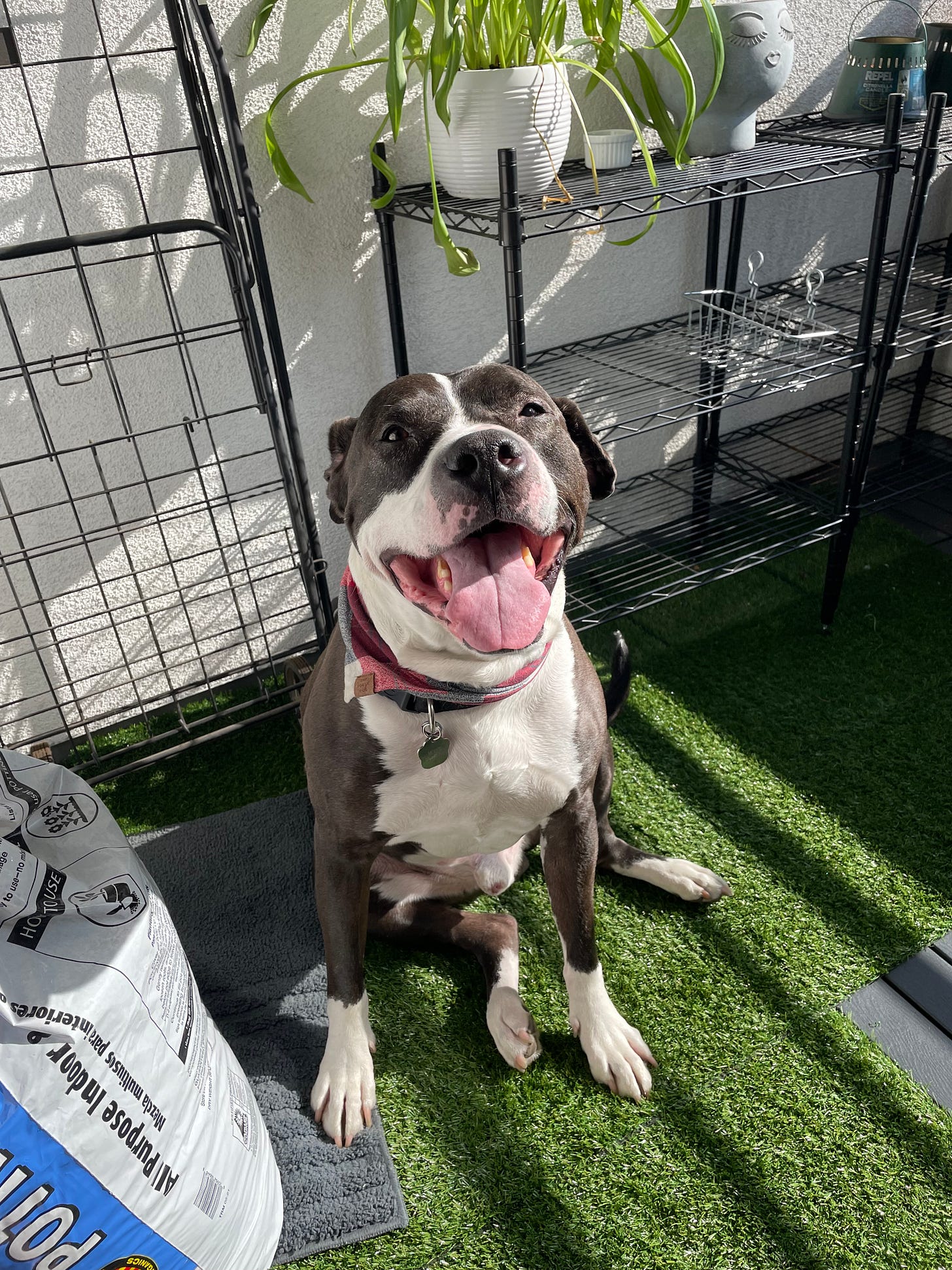 A brown and white bully breed dog sitting on green turf amidst gardening equipment. He is looking into the camera with a big open-mouthed smile, and wearing a black collar and a blue, red, and white cotton handkerchief.