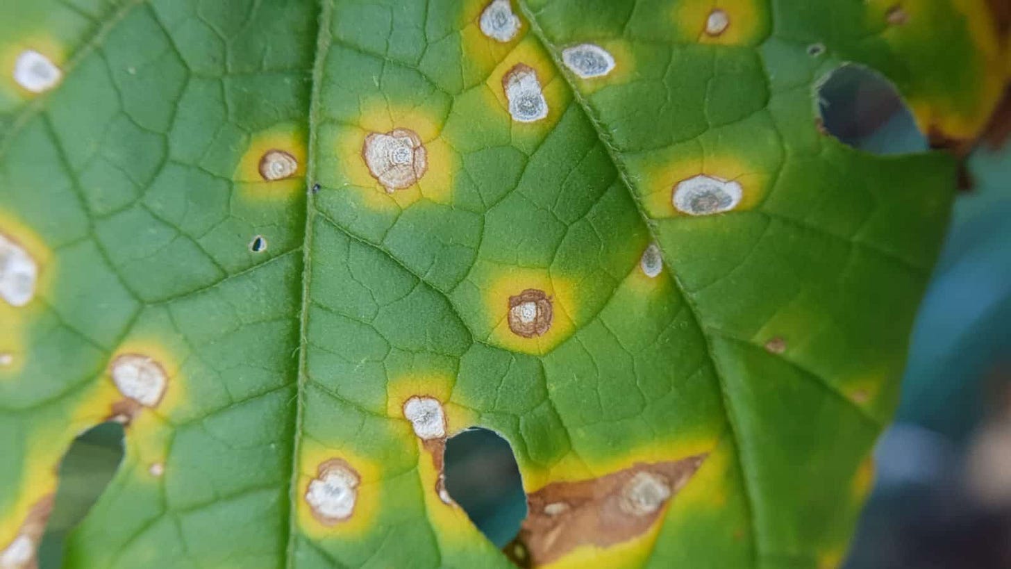 Hay Point Pests How Do You Identify the Pest? - The Seed War