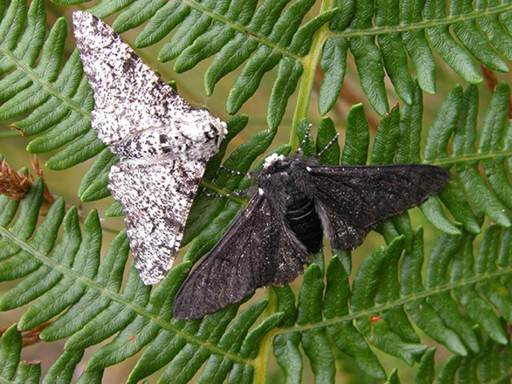 Peppered Moth | Butterfly Conservation