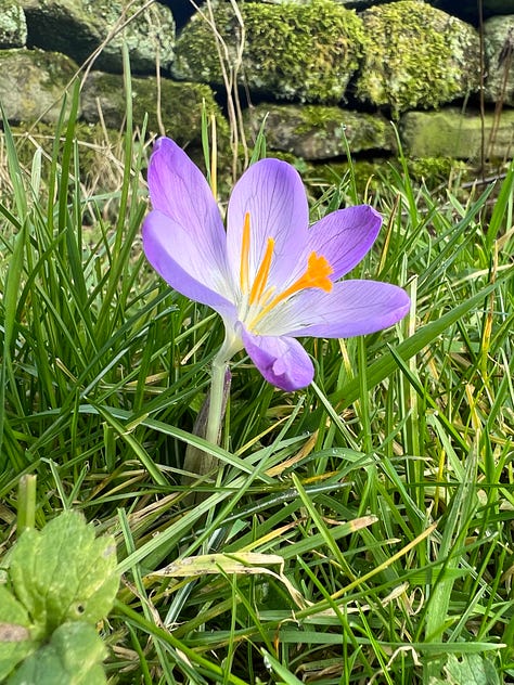 Crocus tommasinianus 'Barr's Purple'