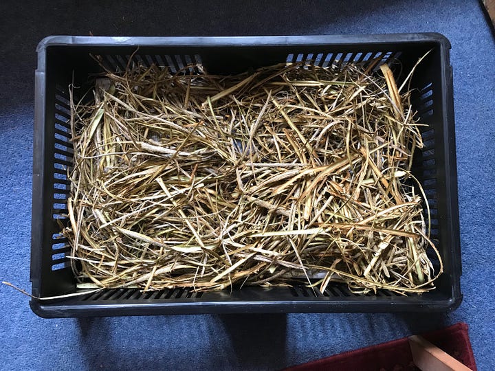 Brown bark stems of Viburnum opulus and a tray of drying bark strips