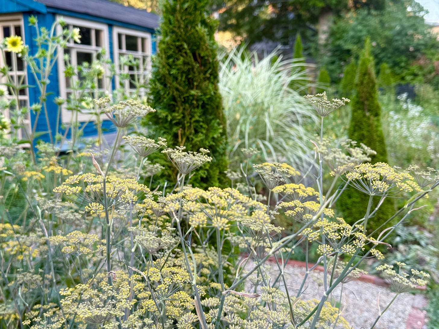 Bronze fennel is welcome everywhere in this season, both my the gardener and the insects as it is a rich banquet. 