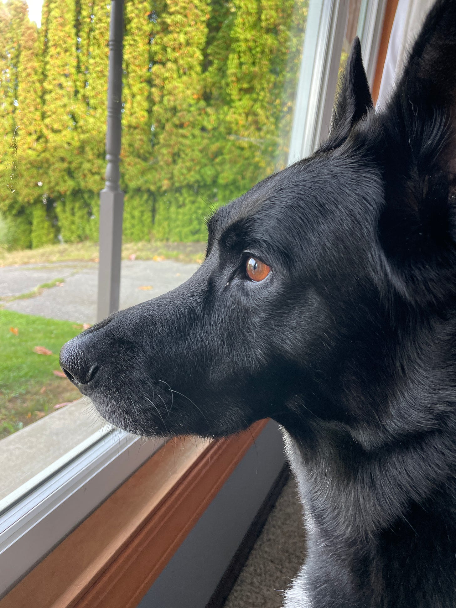 a picture of my dog Sammy looking out the window