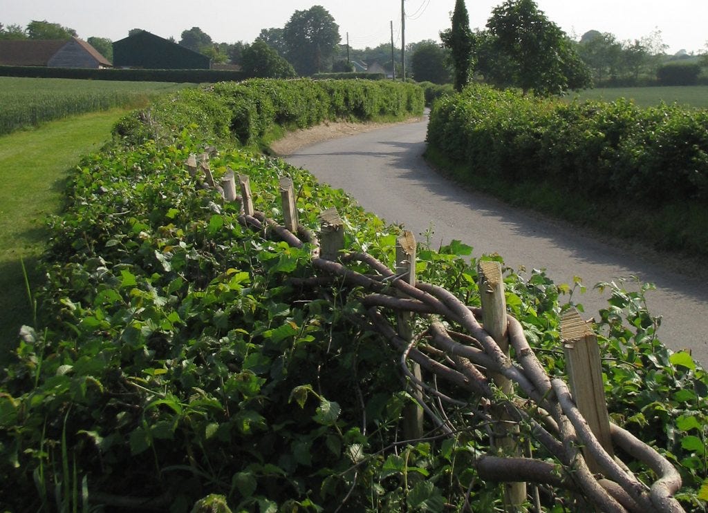 regrowth on laid hedge