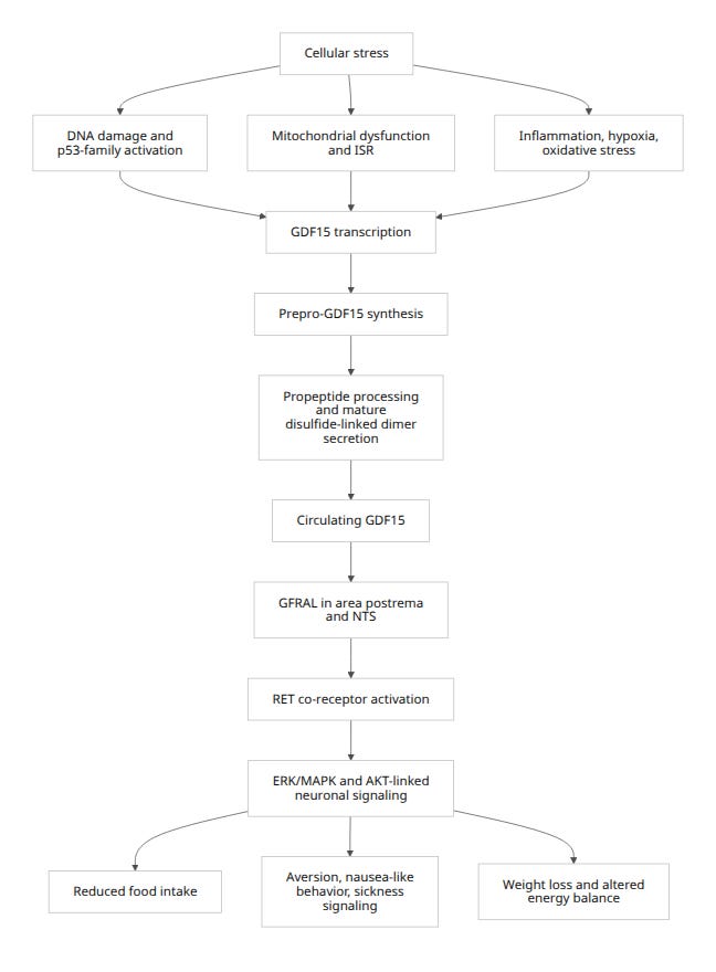 Rendered Mermaid diagram 1