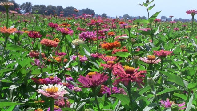A zinger of a Zinnia Patch | farmophile