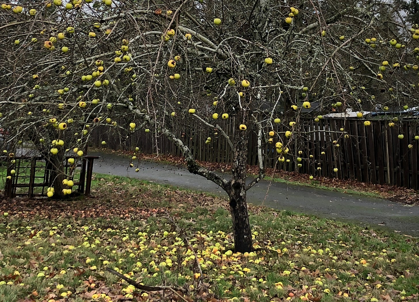 Yellow apples hang on the branches of a tree with no leaves and lie on the grass underneath