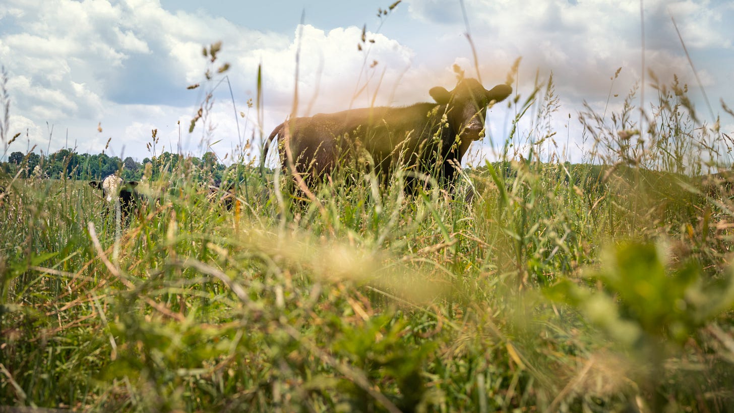 tick's eye view through the grass of a cow