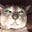 Buthebeloved's avatar