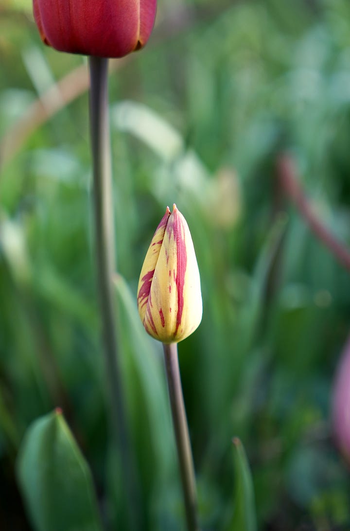Close-up of variegated tulip buds with yellow-red and pink-white striped petals in a spring garden