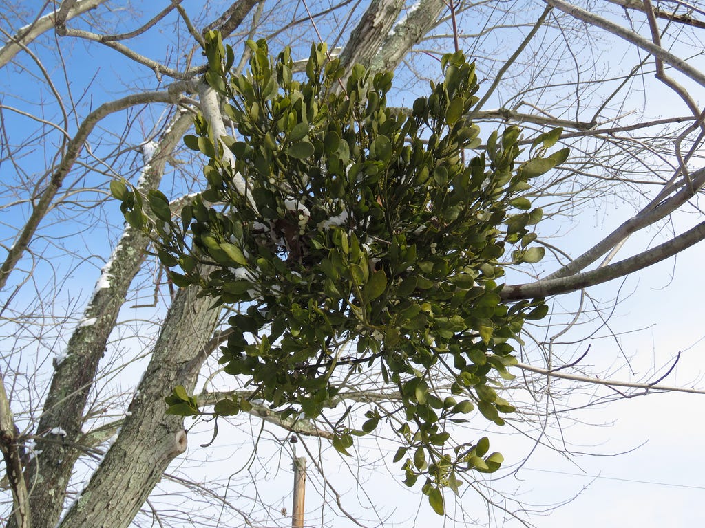 About American Mistletoe - Maryland Biodiversity Project