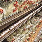 Cracking the East African Poultry Loop: Where the Real Arbitrage Lies for Investors
