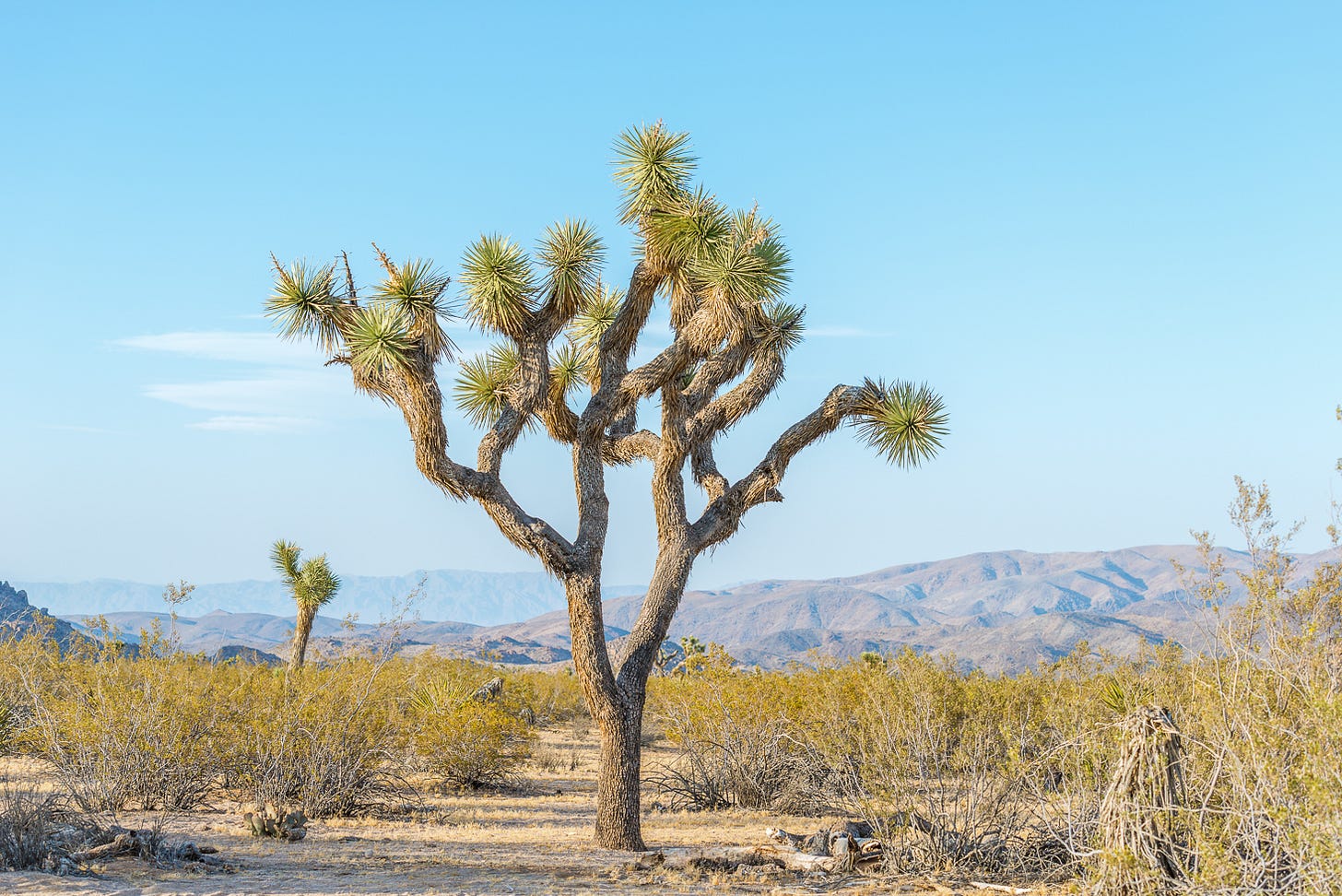 Joshua tree standing alone in the sun with mountains in the background.