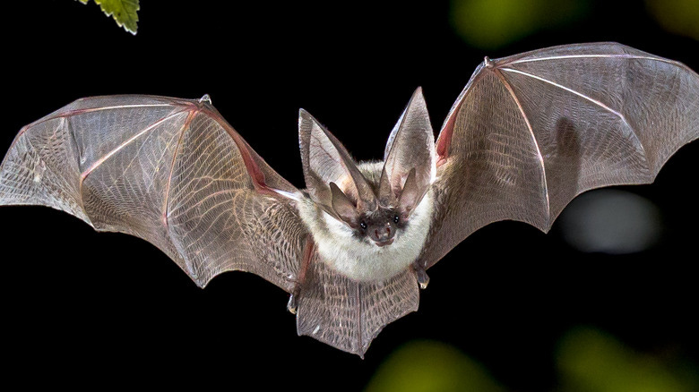 The Strange Way Bats Give Birth The Strange Way Bats Give Birth