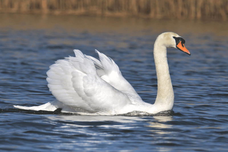 Mute swan - Bird Aware Solent