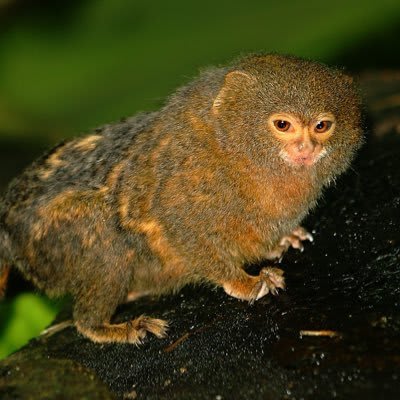 X avatar for @pyongyangfang