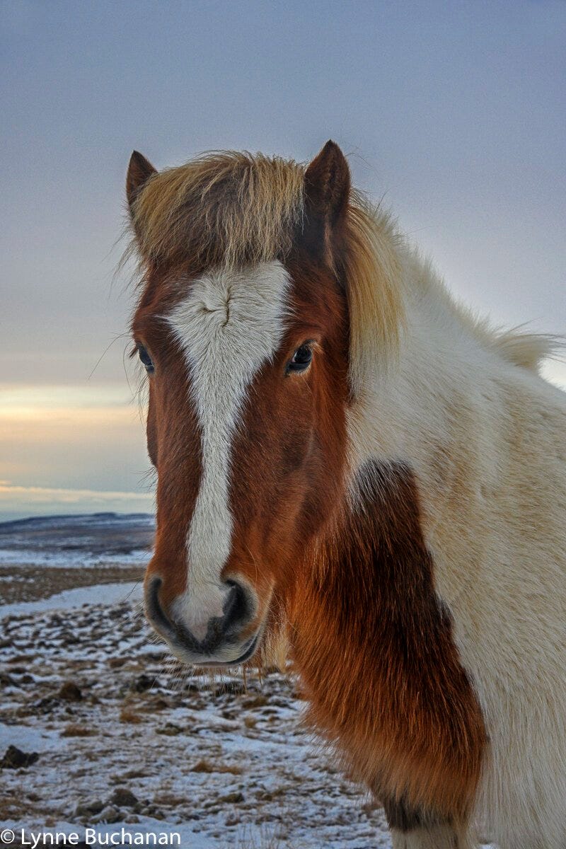 Icelandic Horses in Winter, Some Pre-Armageddon Magic — Lynne Buchanan •  Poetic Climate Photography