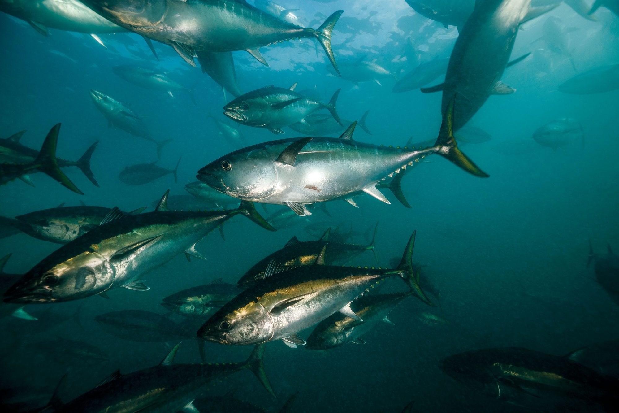 EarthStuff - How Do Thermocline Depth Maps Help To Locate Bluefin Tuna?