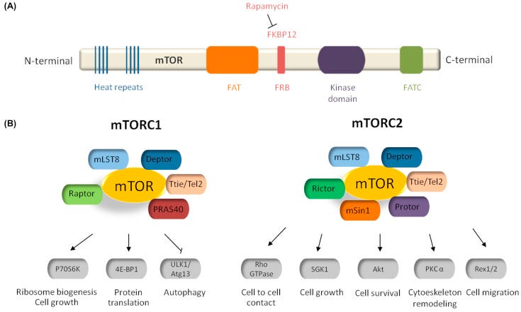 Mammalian Target of Rapamycin - an overview | ScienceDirect Topics