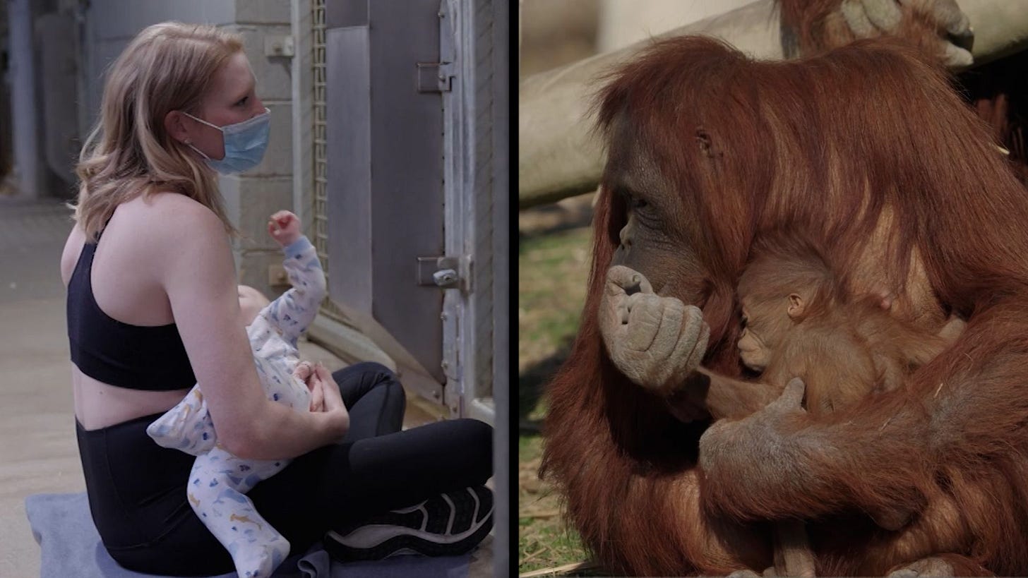 See zoo's incredible solution when orangutan wouldn't breastfeed her baby See zoo's incredible solution when orangutan wouldn't breastfeed her baby