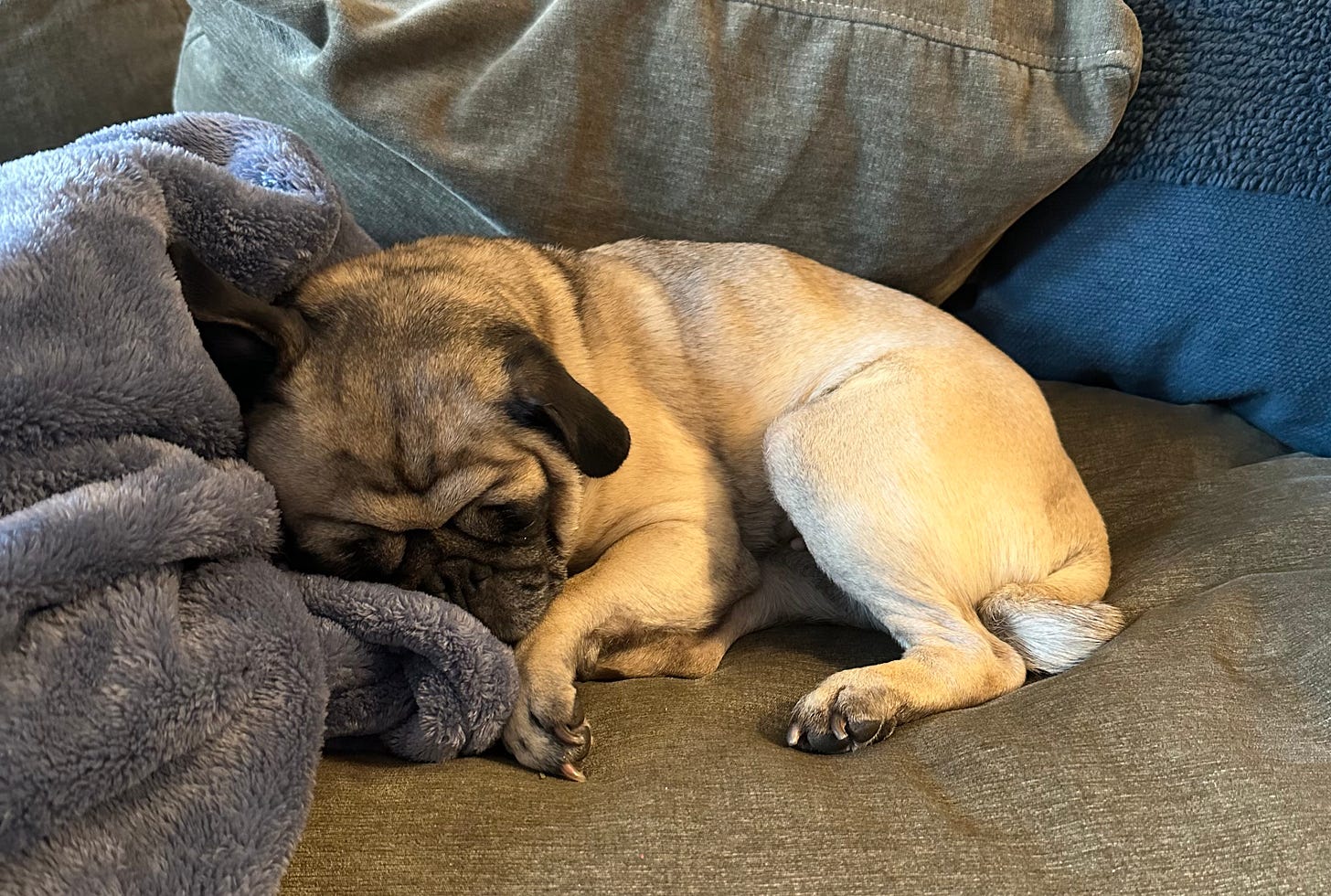 Maggie the Pug, asleep on the couch, curled up with her head against a grey blanket. Maggie the Pug, asleep on the couch, curled up with her head against a grey blanket.