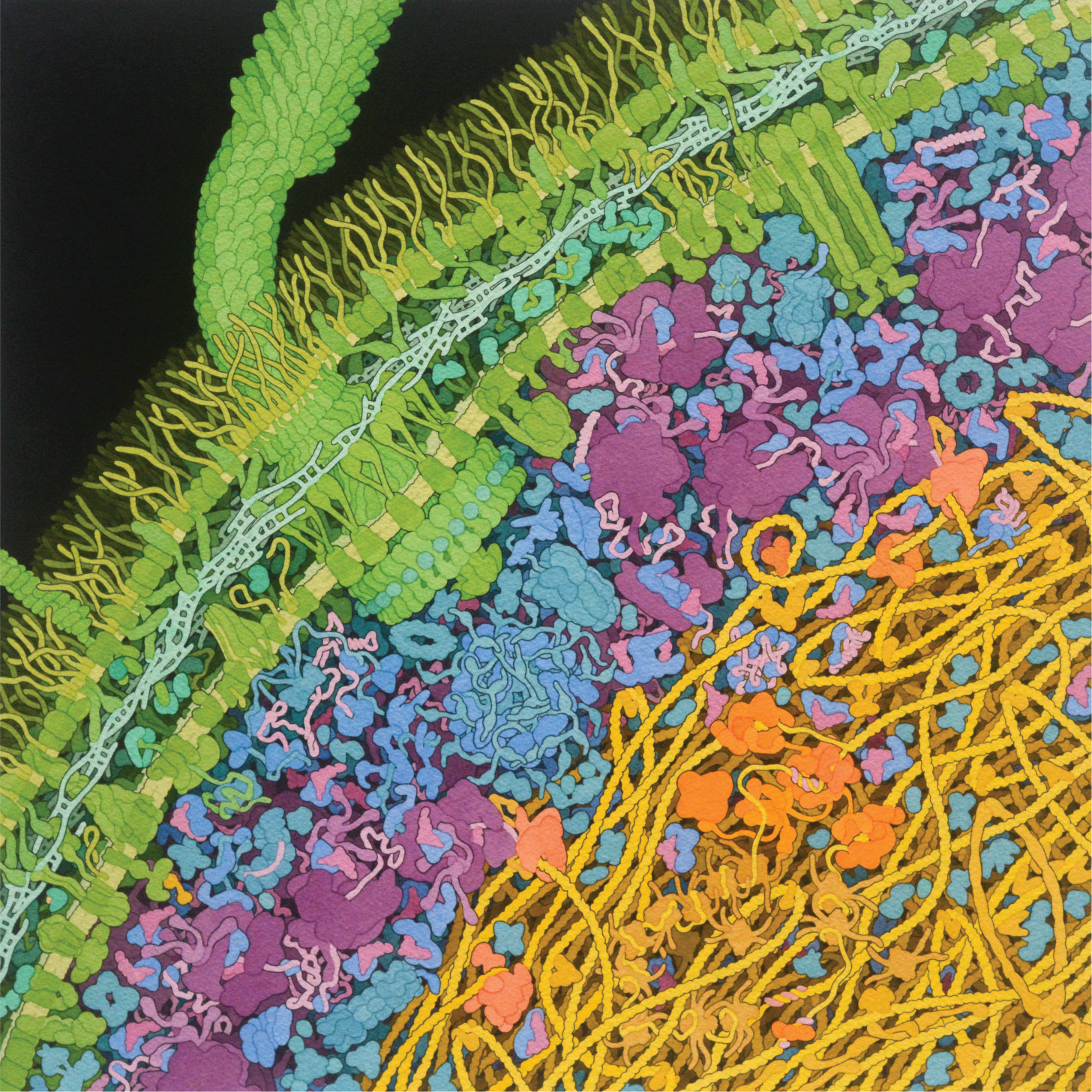 David Goodsell's E. coli bacterial cell in molecular detail