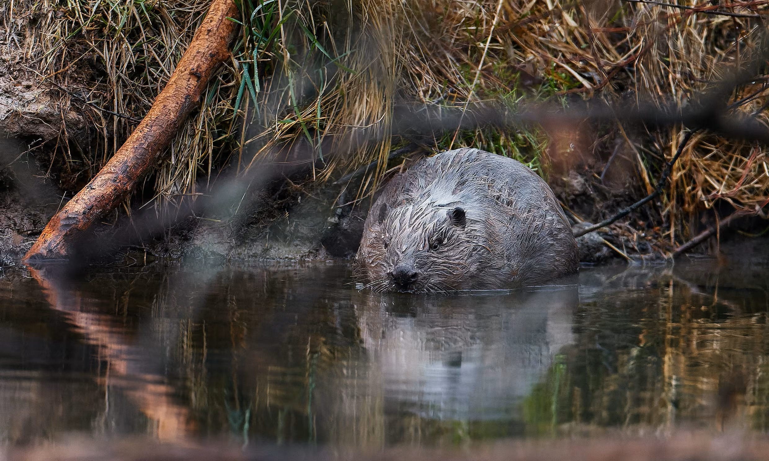 EarthStuff - Eager Beavers - Rodents Engineer Czech Wetland Project After Years Of Human Delay