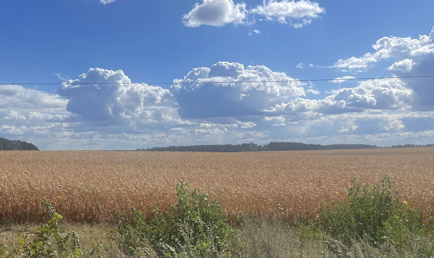 Grain field in Ukraine
