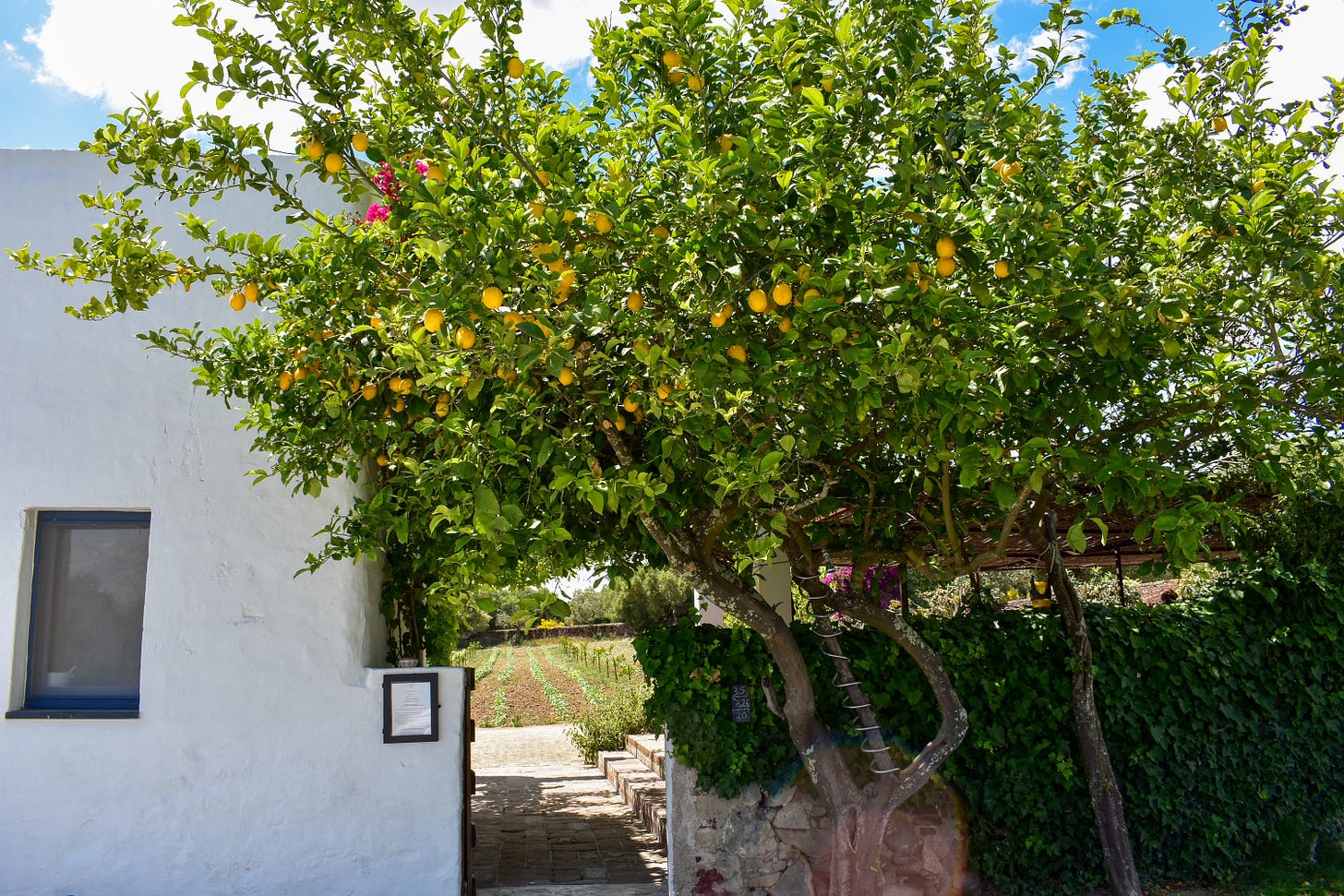 A lemon tree heavy with fruit overhanging a stone pathway, with rows of estate vineyard visible through an arched gate in the background