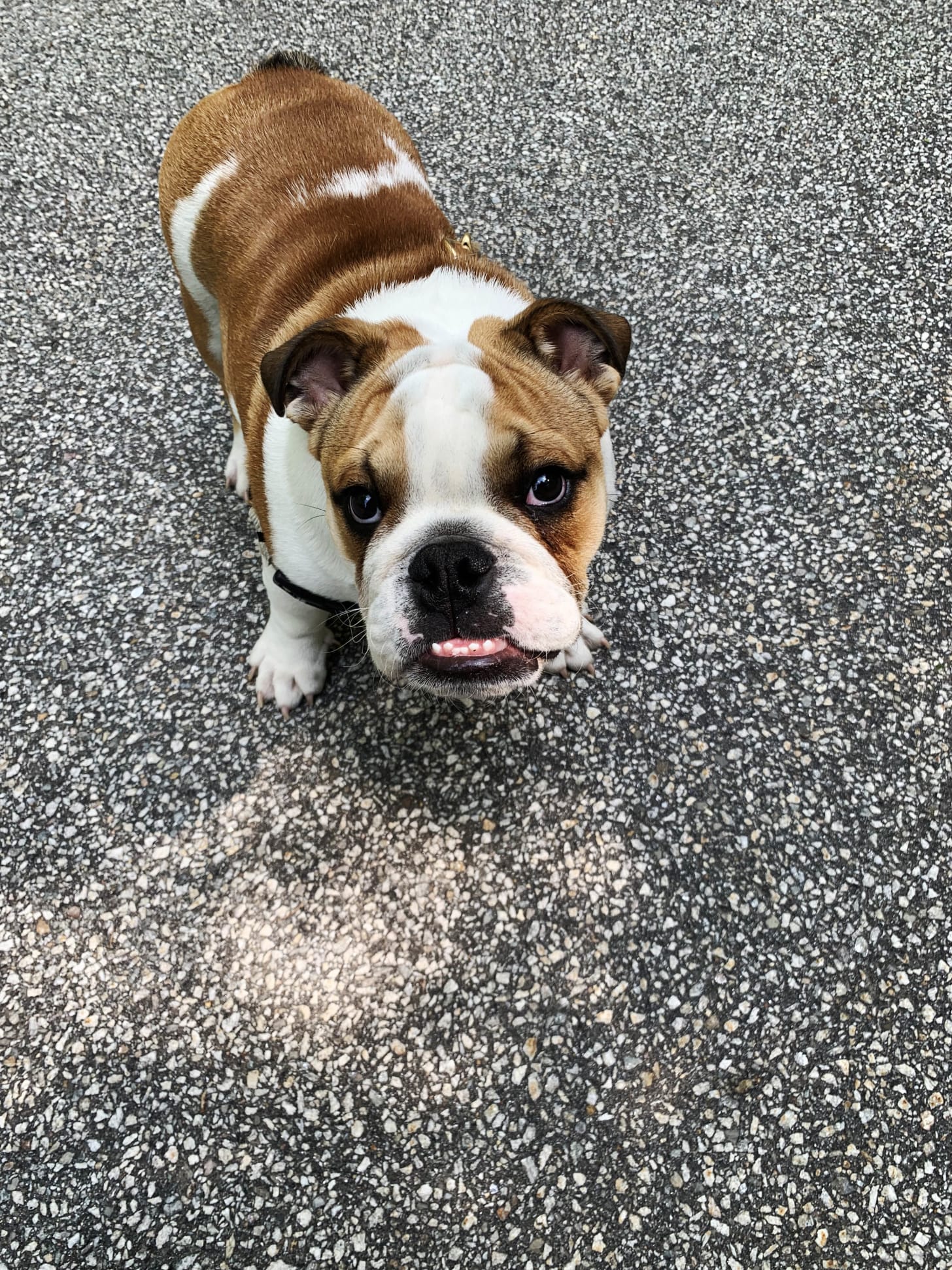 Dr. John Robb: Os protocolos de vacinação padrão podem prejudicar e até matar animais de estimação- 3