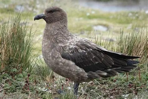 Brown Skua (Stercorarius antarcticus)