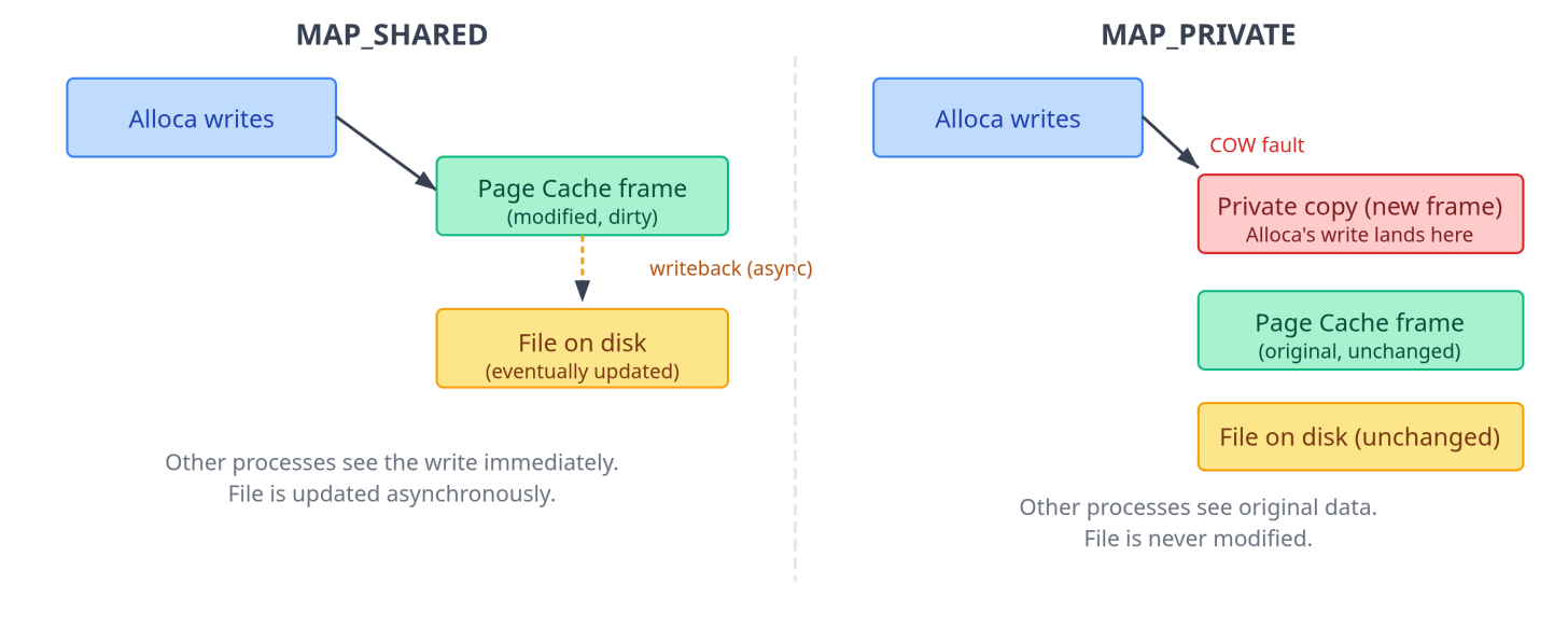 Figure 10: MAP_SHARED vs. MAP_PRIVATE write semantics. With MAP_SHARED, writes go into the shared page cache and are flushed to disk asynchronously. With MAP_PRIVATE, the first write triggers a COW fault; the process gets a private copy that diverges from both the file and other processes.