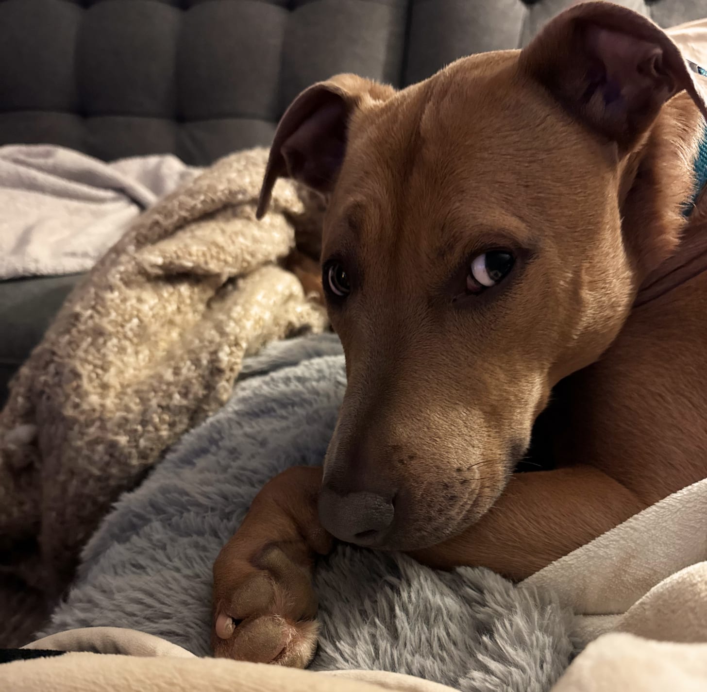 You’d think he was a normal dog.