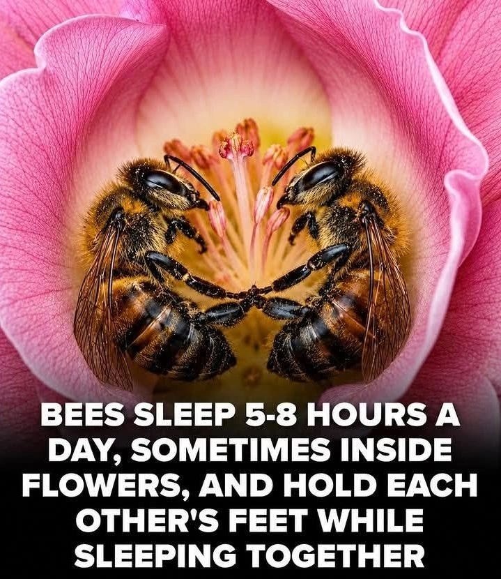 EarthStuff - Mapping Sleeping Bees within Their Nest