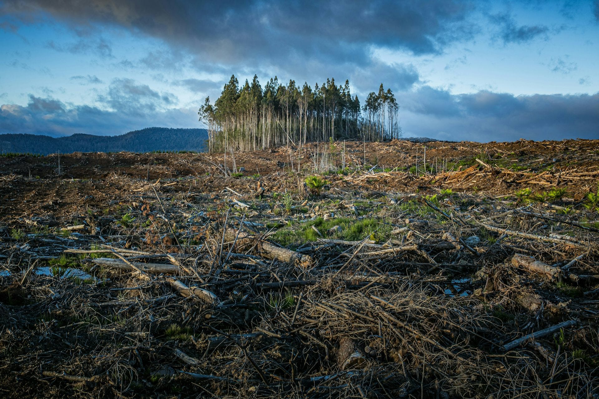 EarthStuff - Clear‑Cut Logging Can Dramatically Increase Flood Risk