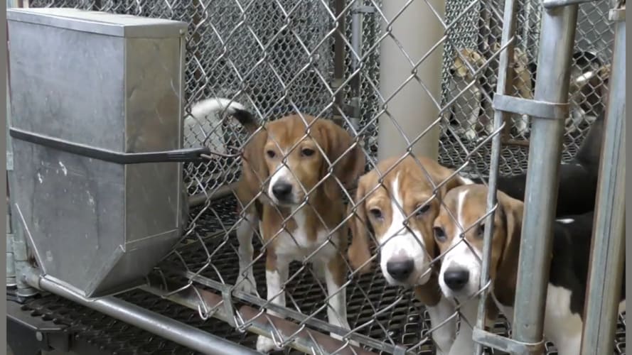 Ridglan Farm Beagles