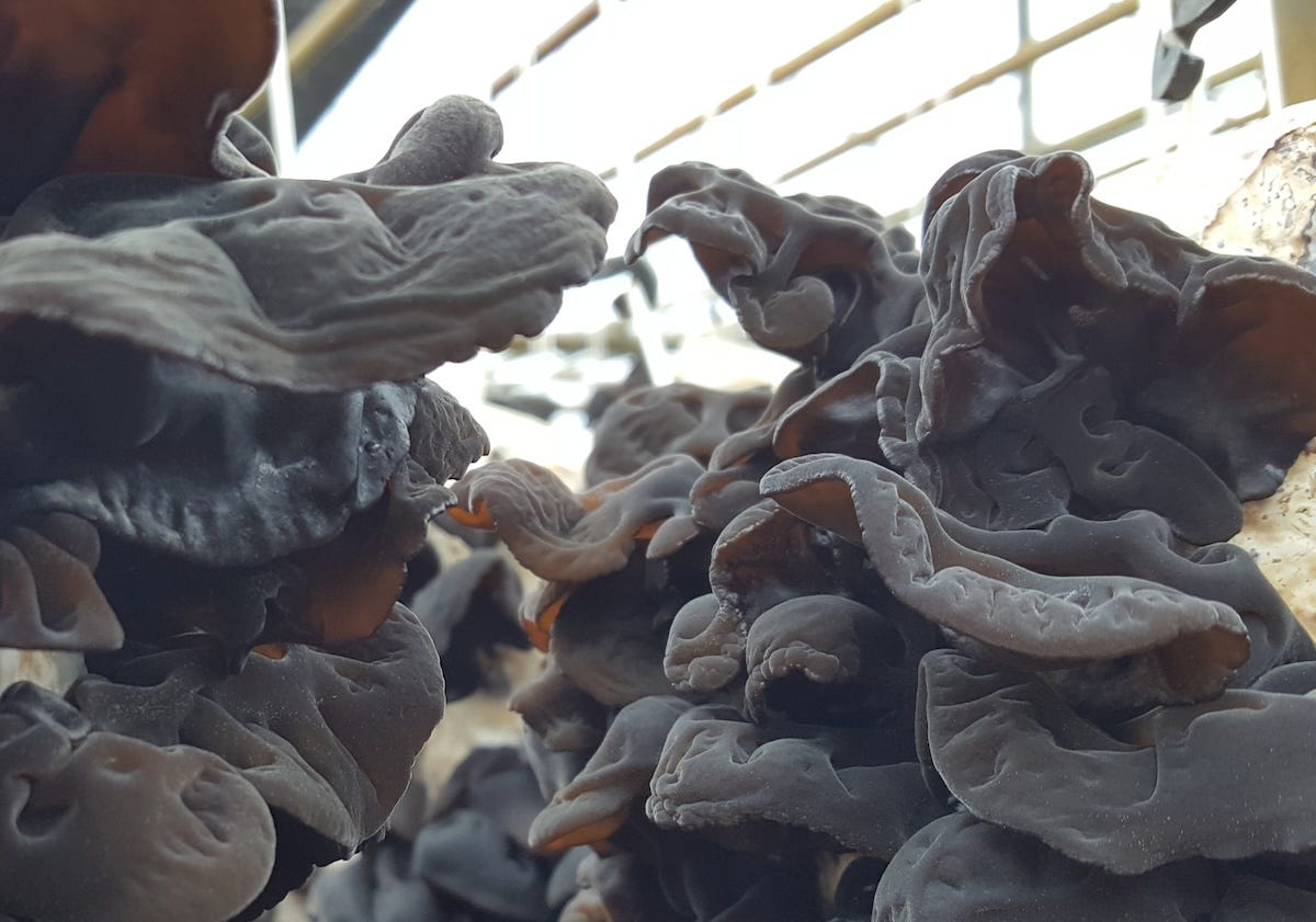 farmed wood ear mushroom