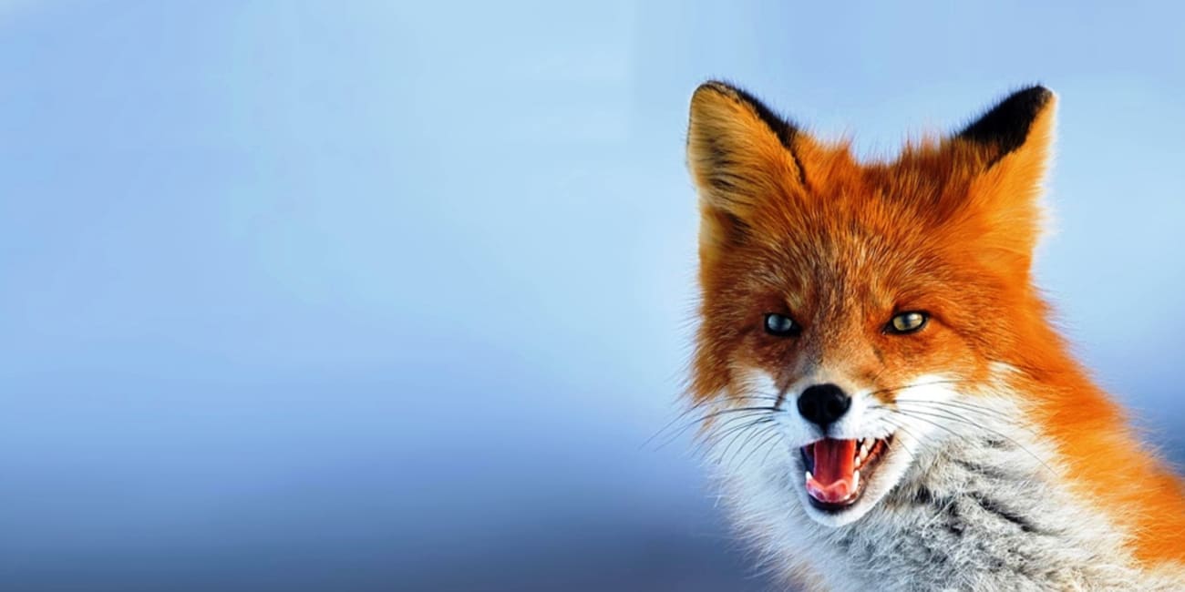 Why Breadth May Soon Trump Depth