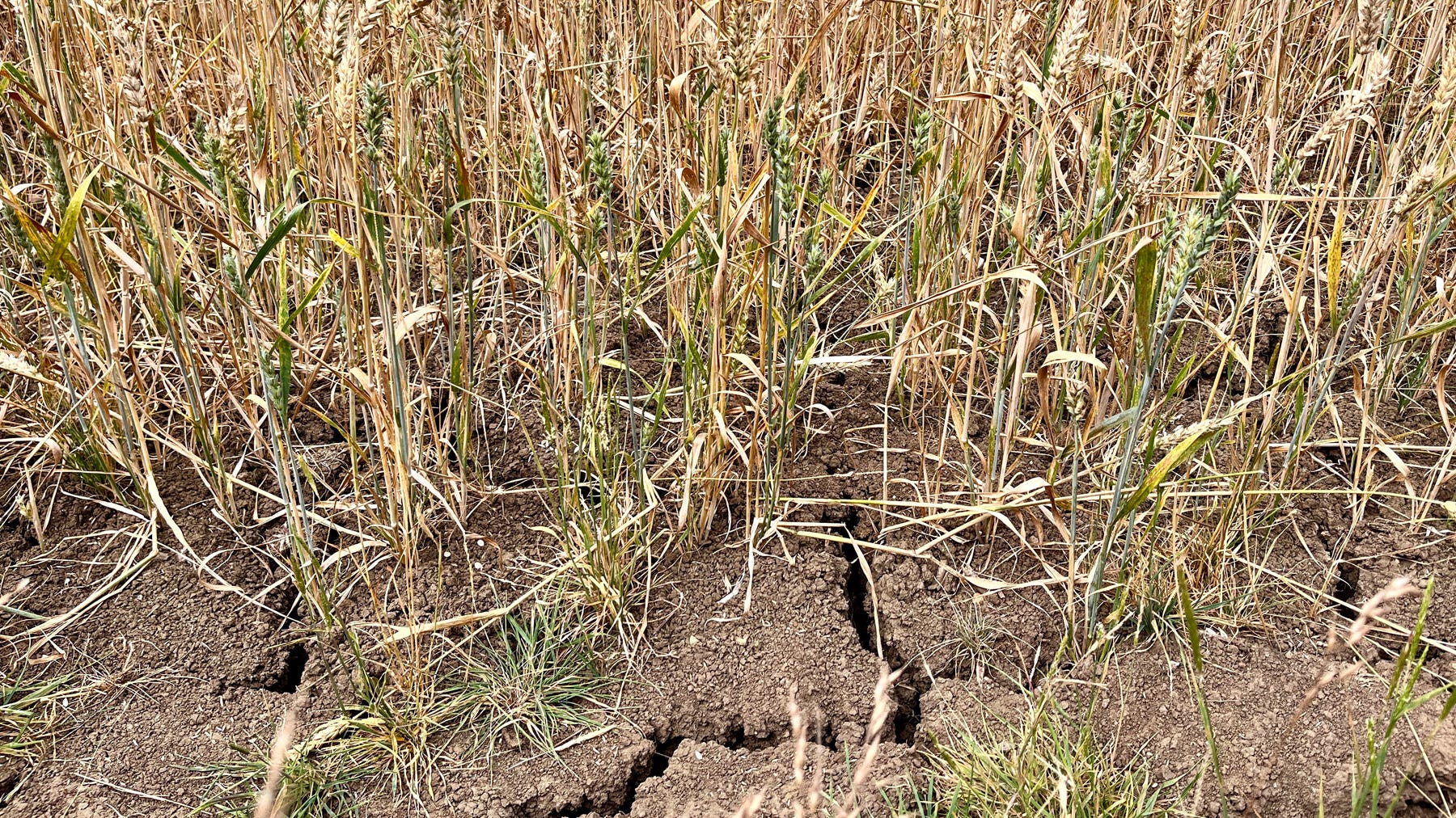 EarthStuff - Investigating the Relationship of Drought Conditions on Firearm and Non-Firearm Suicides Among U.S. Adults