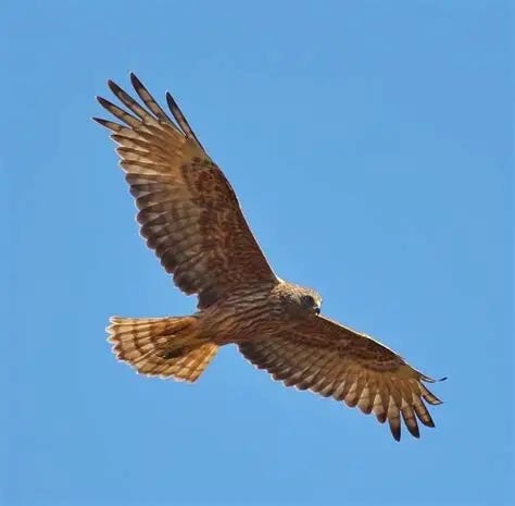 Swamp harrier - Alchetron, The Free Social Encyclopedia