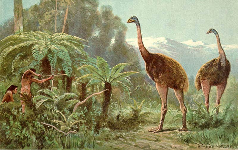 Why Did New Zealand's Moas Go Extinct? | Science | AAAS