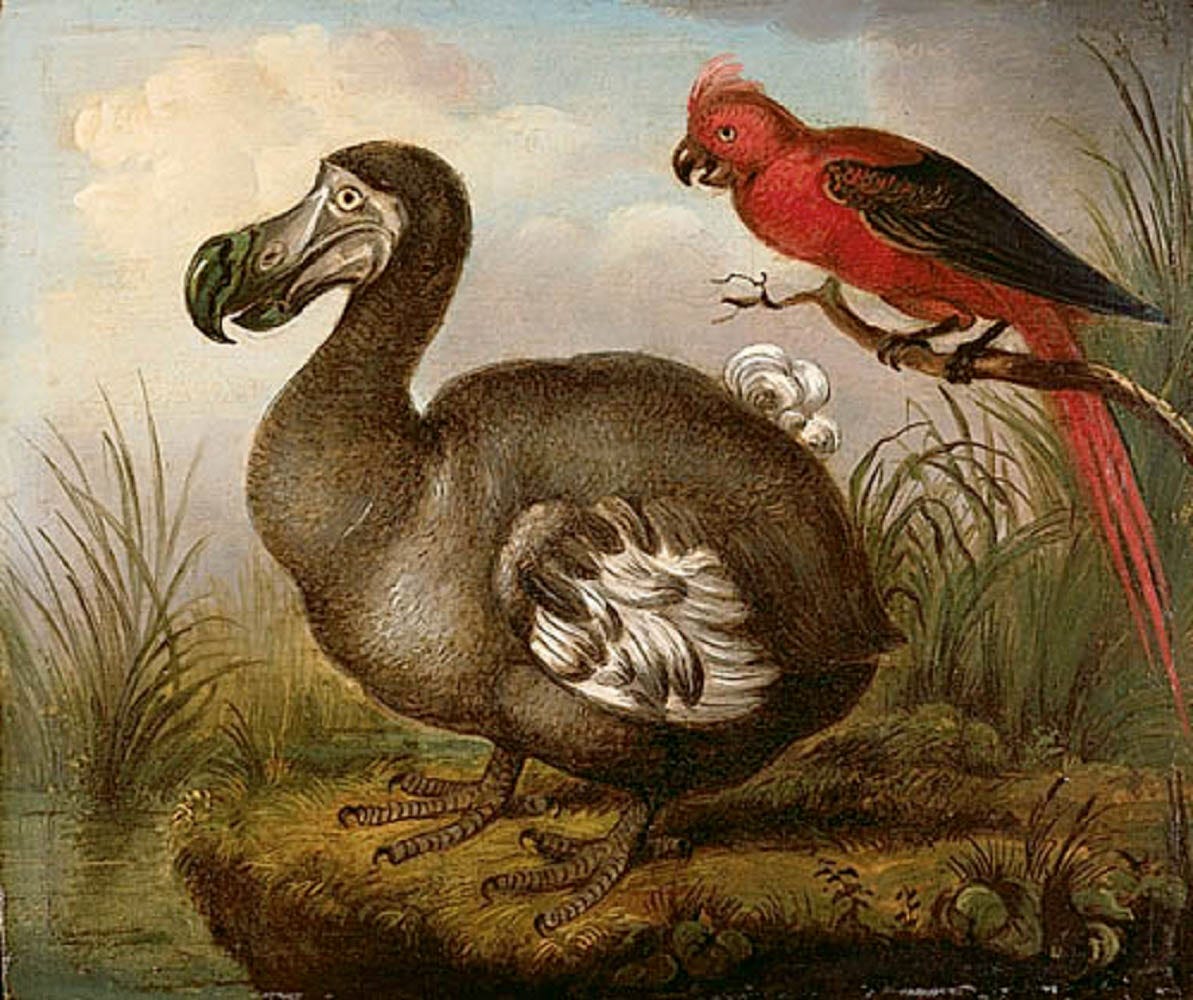 Dodos were not so dumb after all | The Japan Times