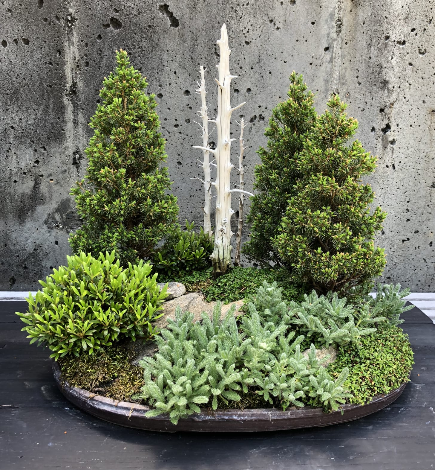 A single Bonsai exhibit consisting of multiple trees, including two standing dead trunks. A single Bonsai exhibit consisting of multiple trees, including two standing dead trunks.