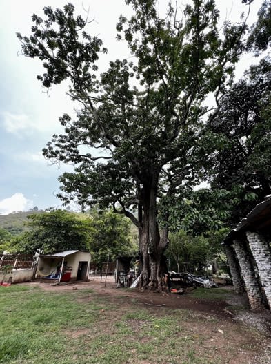 A large tree in a yard

AI-generated content may be incorrect.