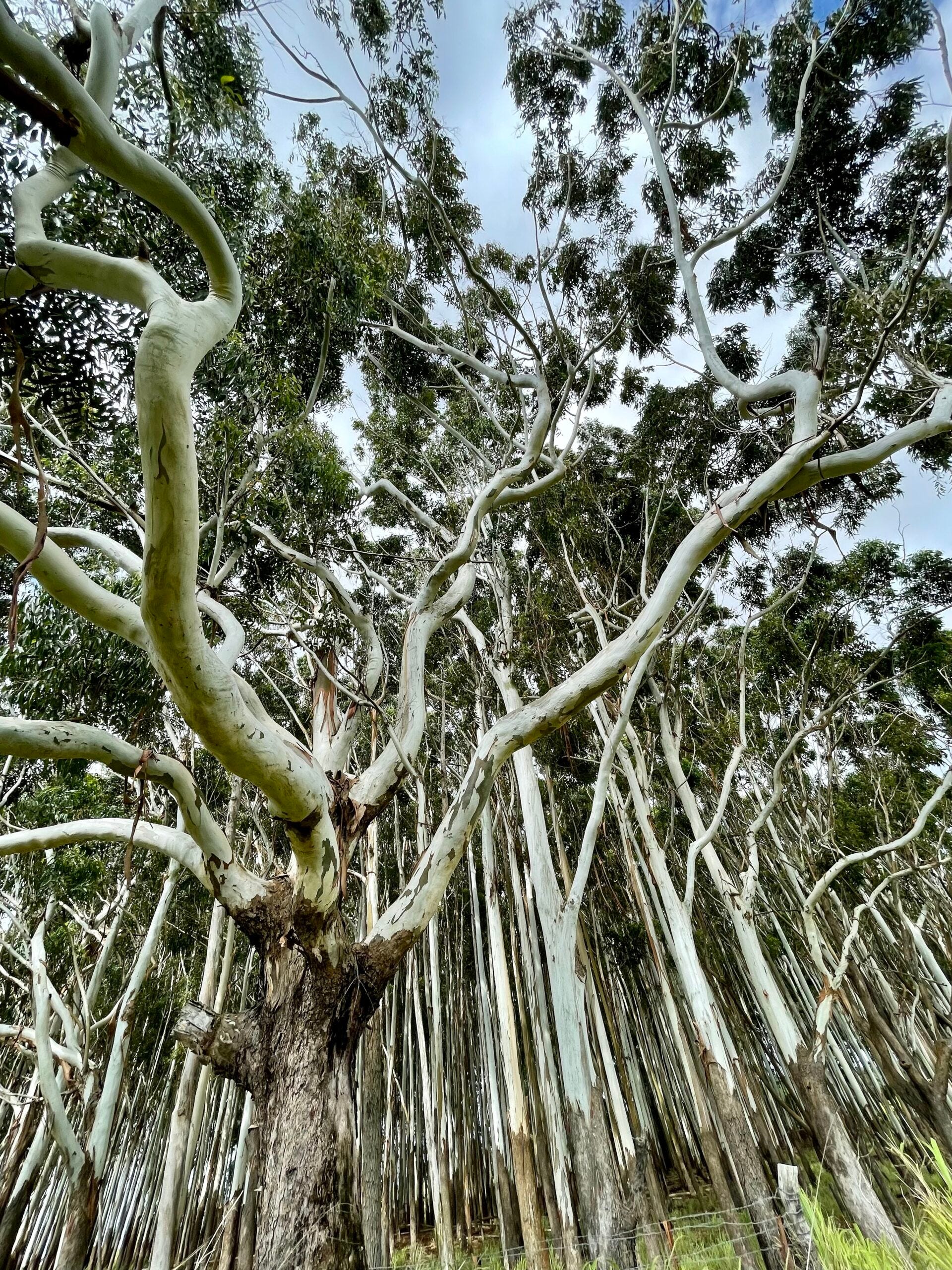 EarthStuff - GeoAI For Infrastructure Resilience - Mapping Exposure To Invasive Albizia Trees In Hawai’i