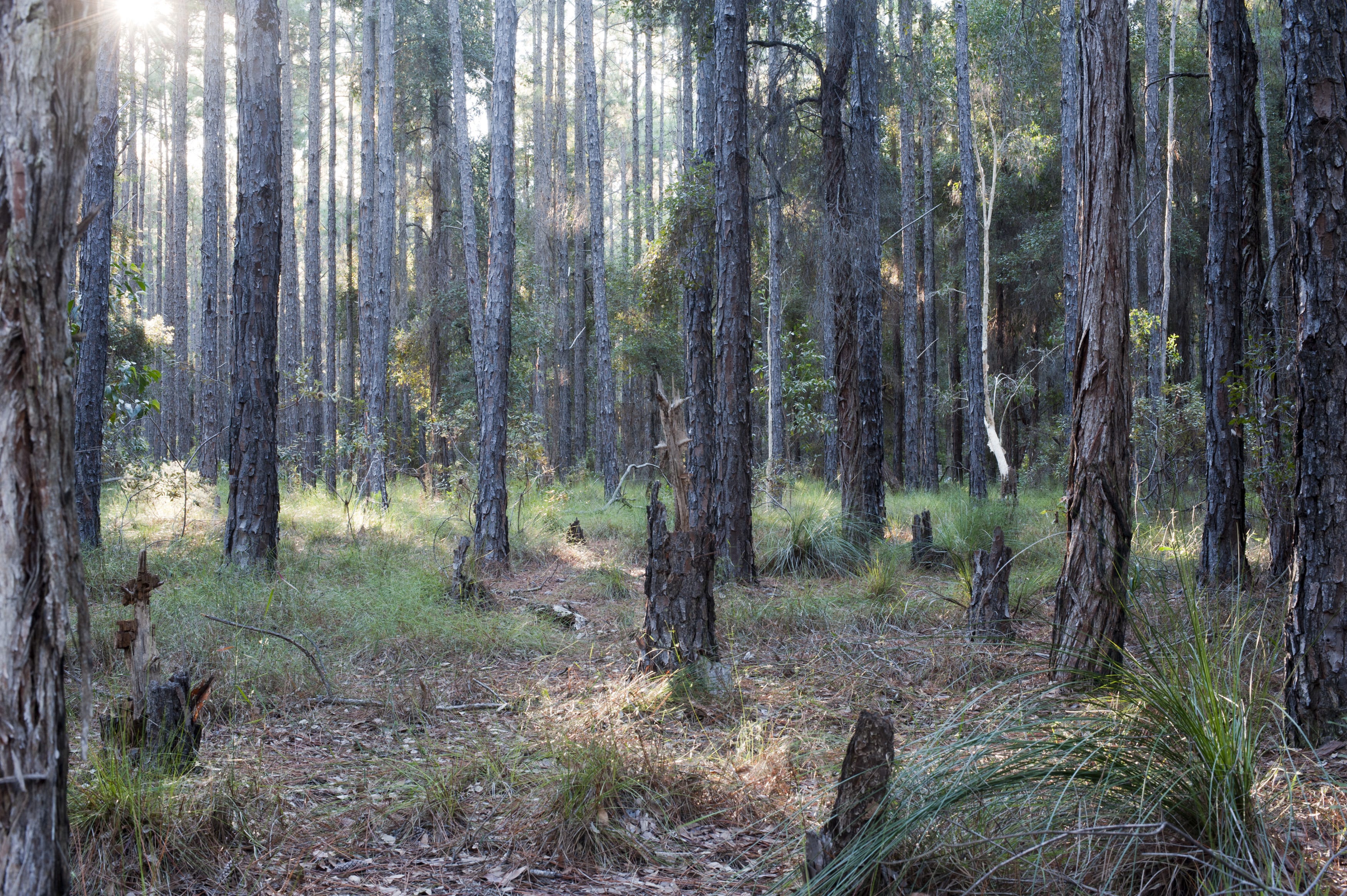 EarthStuff - Trees Alone Do Not Make Forests