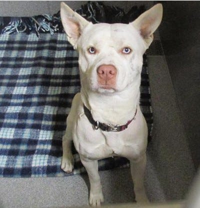 Dolly, Toby, Frank, Mattew and Clancey - Hope Paws Support Fund - 8b2b8ff9 7bee 400c 8b74 8cdccaa68105