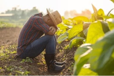 3+ Thousand Sick Farmer Royalty-Free Images, Stock Photos & Pictures |  Shutterstock
