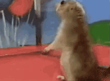 Dramatic Squirrel Gif GIFs | Tenor